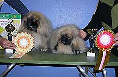 справа: Зи-Зи Победитель Бэста Щенков в г.Абакане 17,18.09.2005 г. и слева:ЛЮ Монарх, г.Абакан