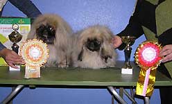 справа: Зи-Зи Победитель Бэста Щенков в г.Абакане 17,18.09.2005 г. и слева:ЛЮ Монарх, г.Абакан