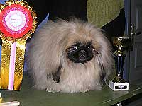 Зи-Зи Победитель Бэста Щенков в г.Абакане 17,18.09.2005 г.