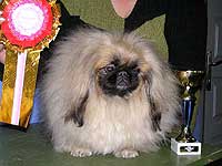 Зи-Зи Победитель Бэста Щенков в г.Абакане 17,18.09.2005 г.