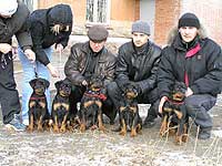 pupps (Anhel*D.S.Bogema) at 3 month